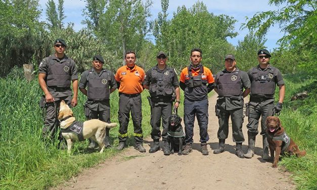 CANES ADIESTRADOS DE GENDARMERIA RECIBEN ATENCION DE CENTRO VETERINARIO MUNICIPAL DE VILLARRICA