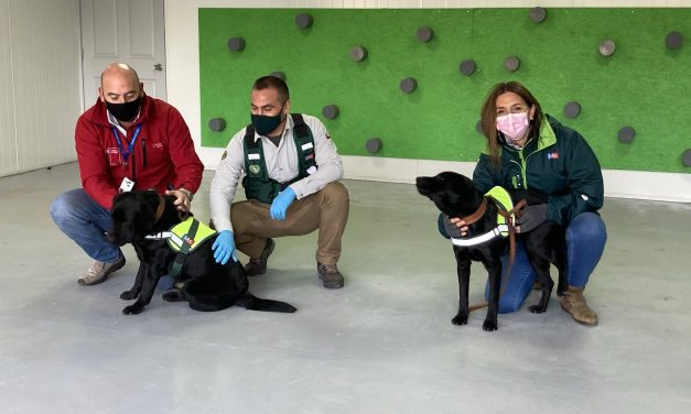 EL SAG EN LA ARAUCANÍA INICIA FUNCIONES CON SU BRIGADA CANINA