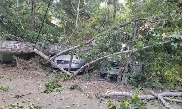 ONEMI DECLARA ALERTA TEMPRANA PREVENTIVA POR VIENTO PARA LA REGIÓN DE LA ARAUCANÍA