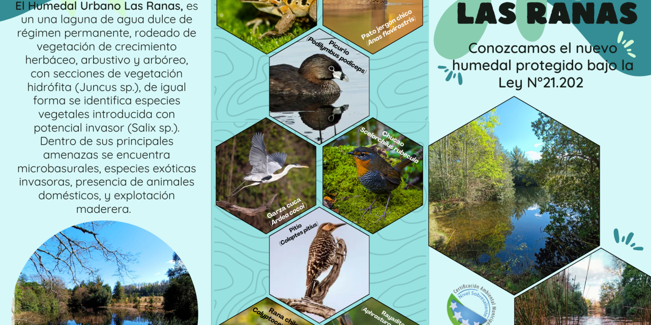 En el Día Mundial del Medio Ambiente el Diario Oficial confirma nuevo humedal en Villarrica