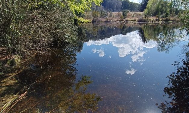 En el Día Mundial del Medio Ambiente el Diario Oficial confirma nuevo humedal en Villarrica